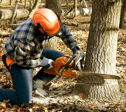 Tree Removal in Denmark, SC
